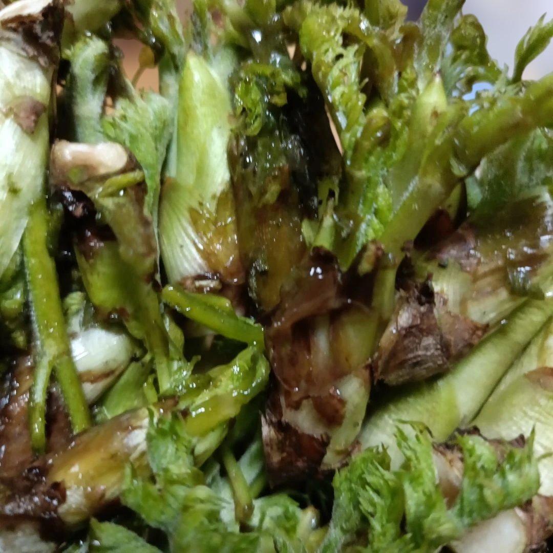 タラの芽SS下の段溶けて腐ってる