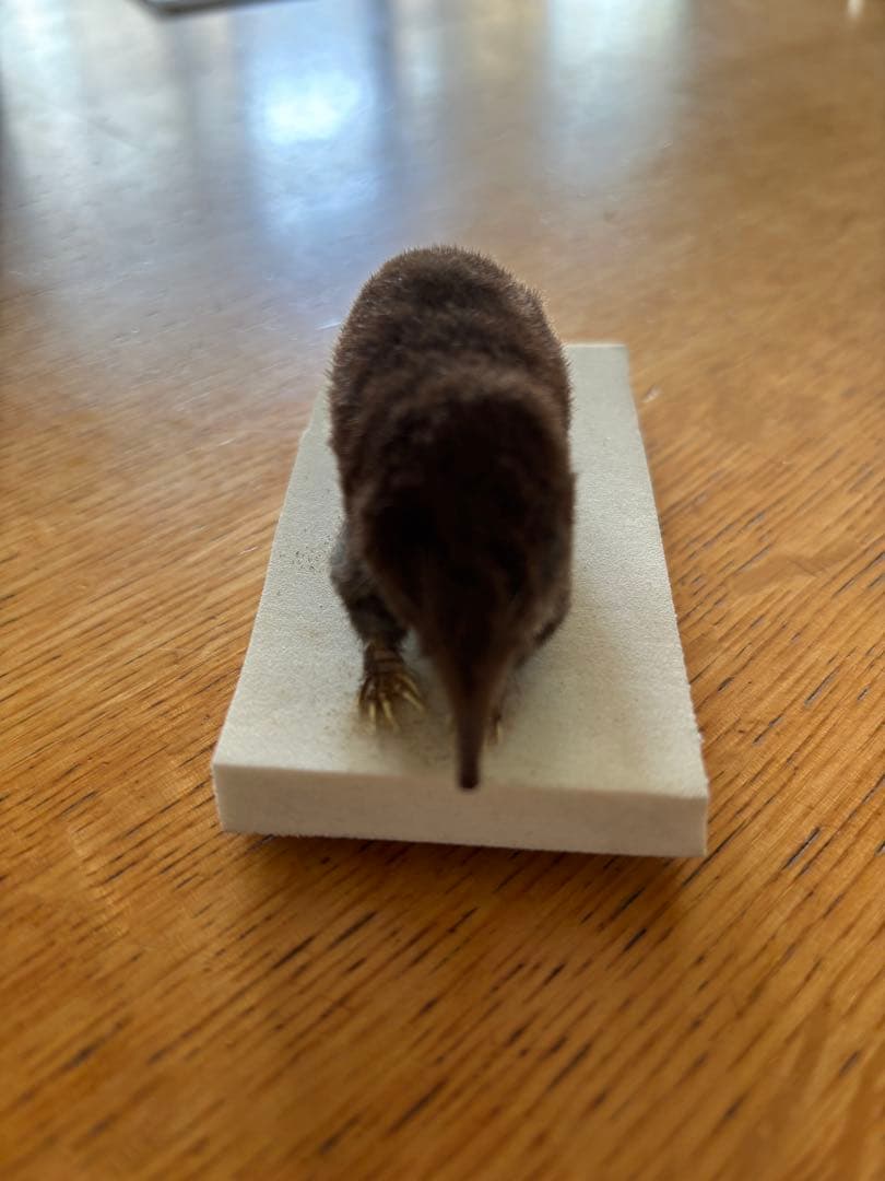 【モグラさま専用】ヒミズ　骨格標本頭骨と剥製