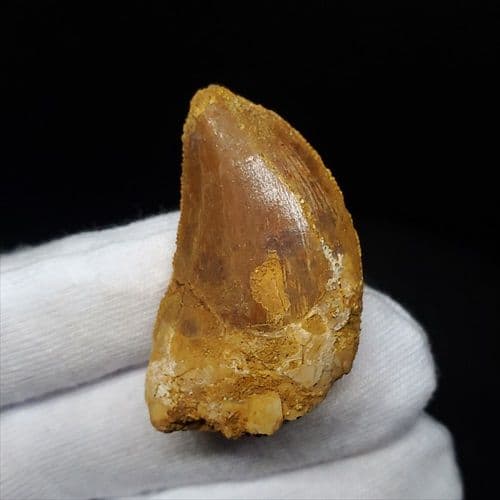 カルカロドントサウルス 歯 化石 本物 モロッコ産 35.56mm fca13