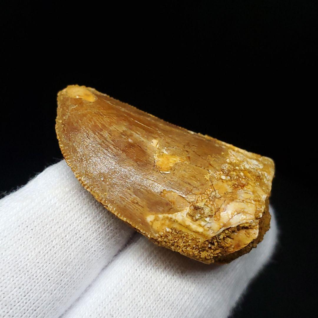 カルカロドントサウルス 歯 化石 本物 モロッコ産 35.56mm fca13