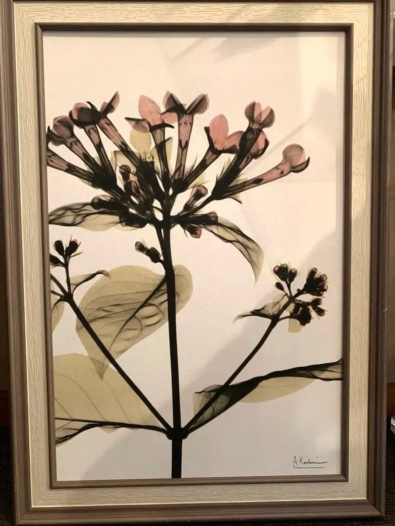 ☆未使用品☆アルバートクーツィール 植物のシルエットアート　絵 雑貨 OP-4