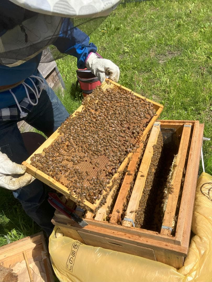 【令7蜜】百花蜜 1000g 2本 長野県産 国産蜂蜜 生はちみつ 西洋蜜蜂