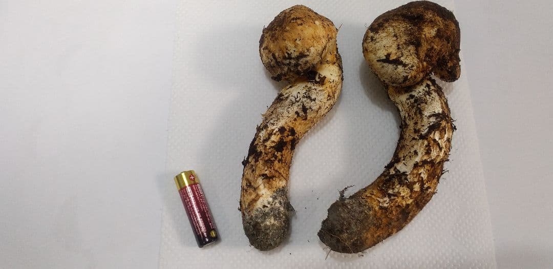 国産　松茸　長野県　送料込み