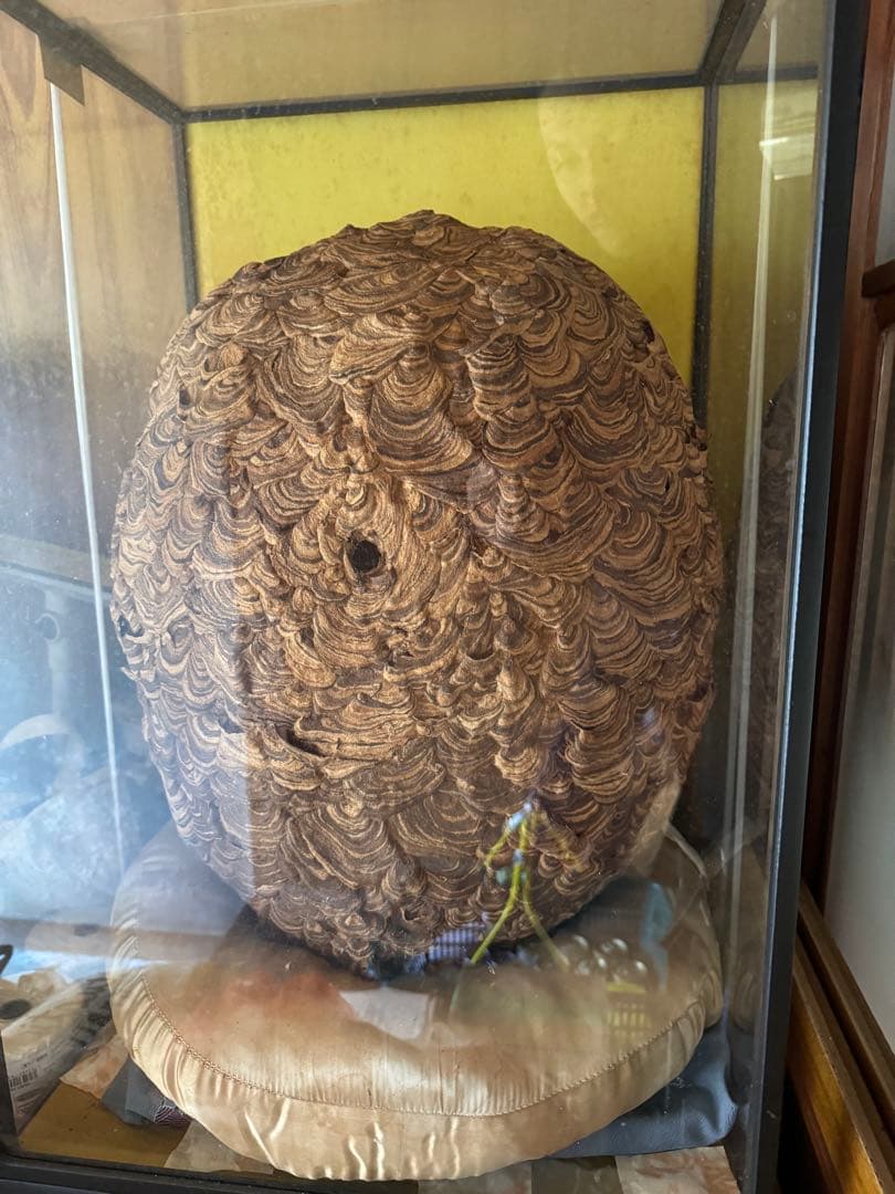 【希少性◎】30年以上前のオオスズメバチの巣標本 ガラスケース入り