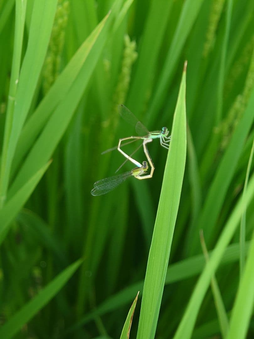 農家直販 玄米 20kg 埼玉県産米 令和6年度産