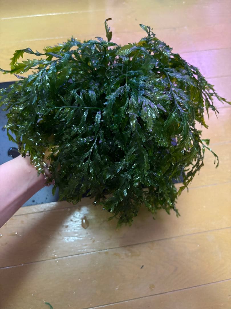 ボルビティス　ヒュディロティ【特大株】C