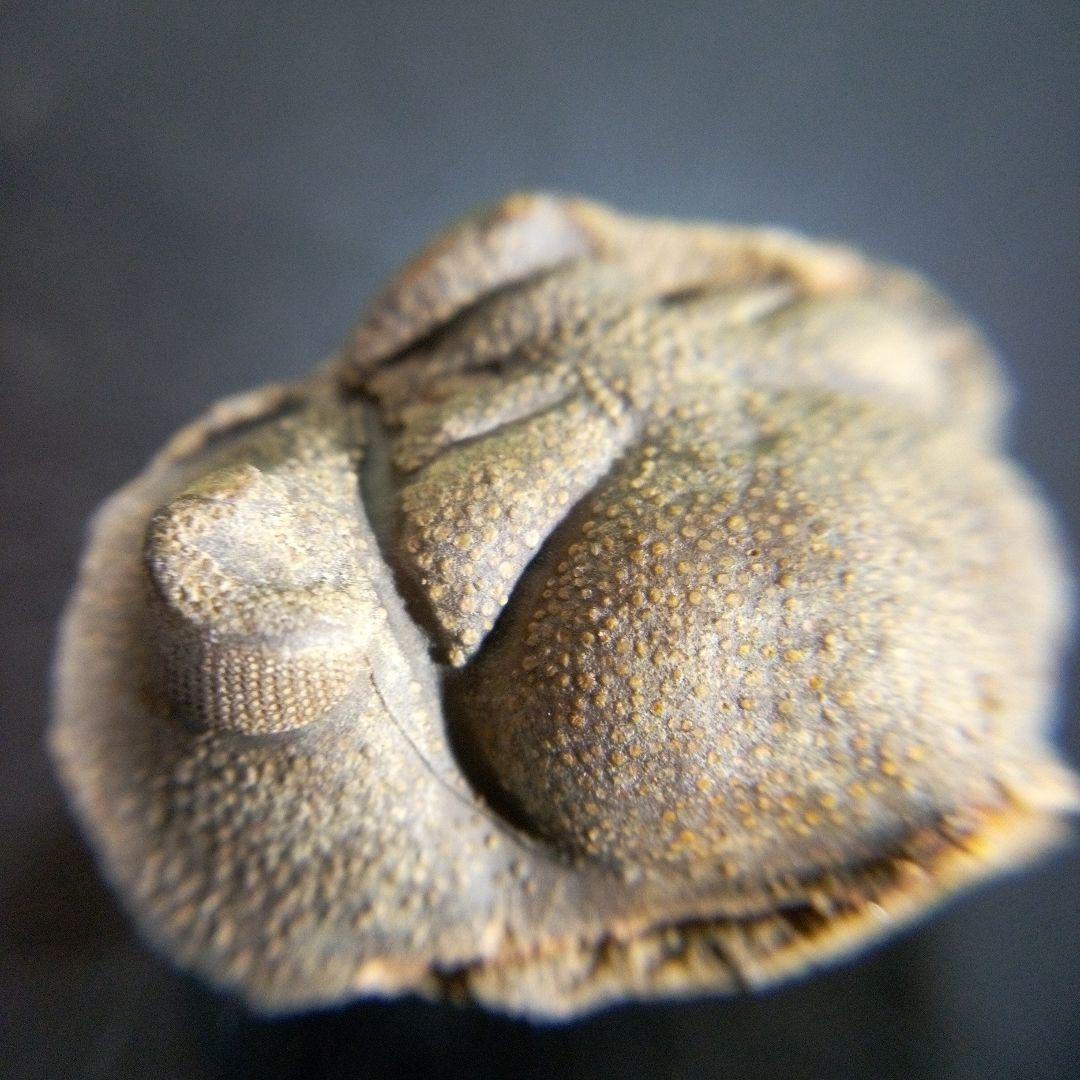 三葉虫　南米産　化石　fossil　ボリビア産　trilobite　南米化石郡⑧