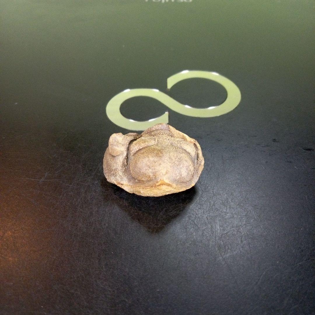 三葉虫　南米産　化石　fossil　ボリビア産　trilobite　南米化石郡⑧