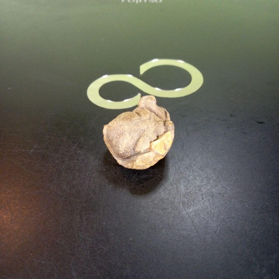 三葉虫　南米産　化石　fossil　ボリビア産　trilobite　南米化石郡⑧