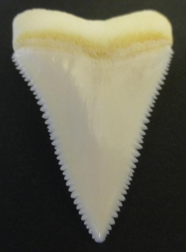 ホホジロザメ（C. carcharias）の歯 (A’品) 48.0ｍｍ