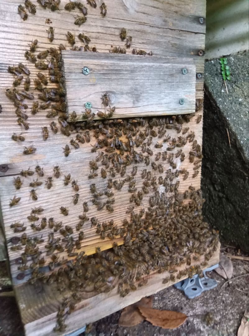 南国土佐の百花蜜　ニホンミツバチはちみつ100% 無添加　無加工　 タレ蜜