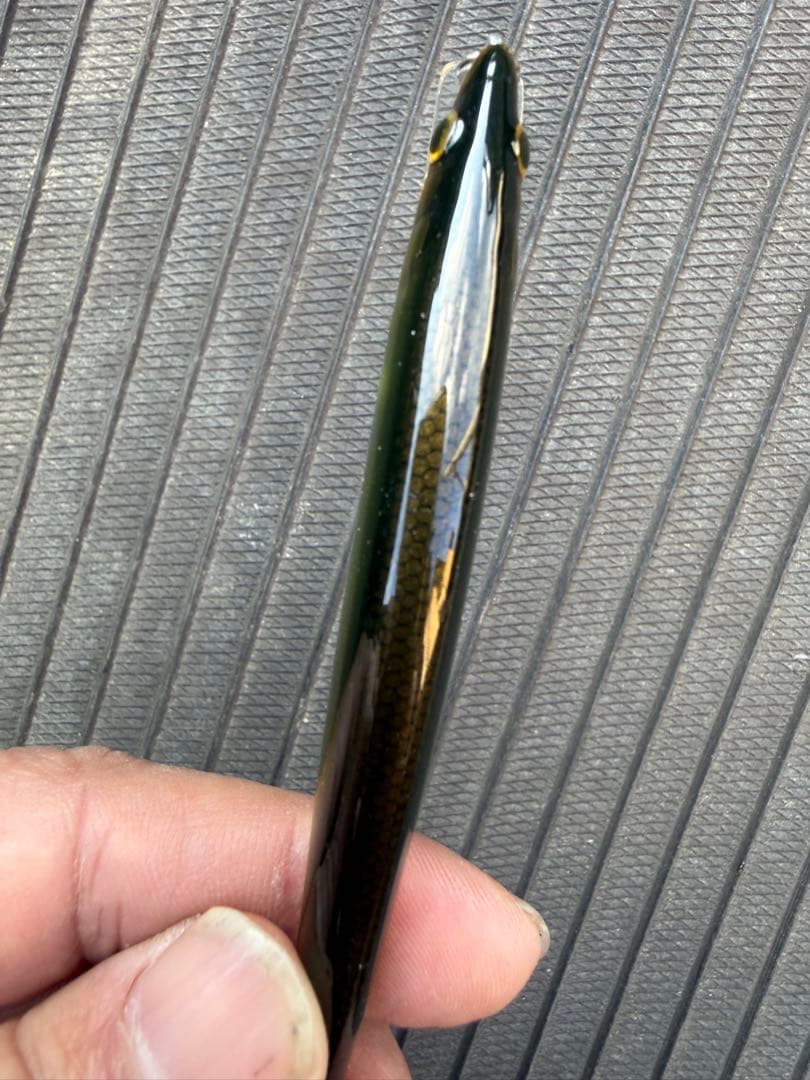 猛闘犬丸 ミノー 9F