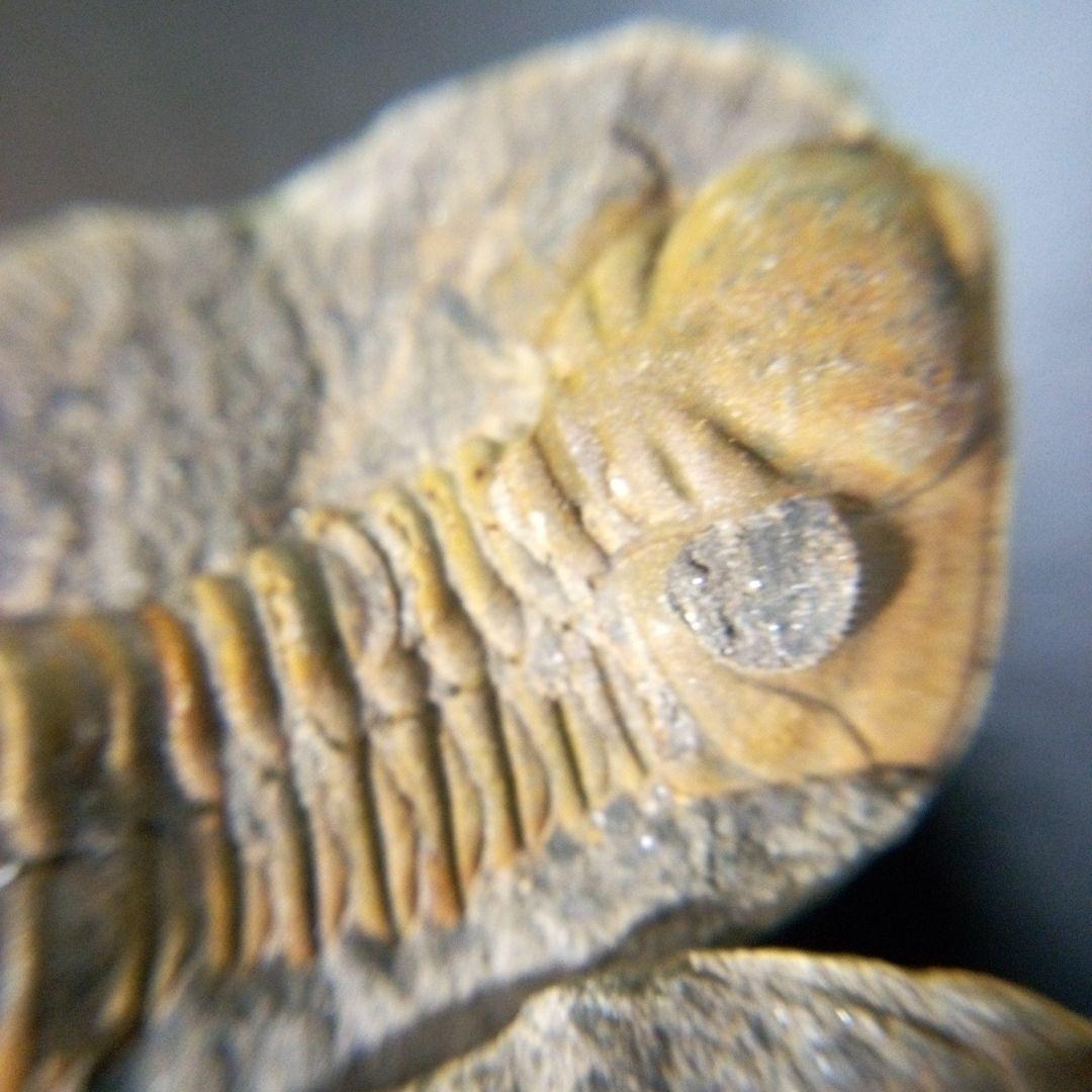 三葉虫　化石　fossil　海　ボリビア産　trilobite　ボリビア化石郡①