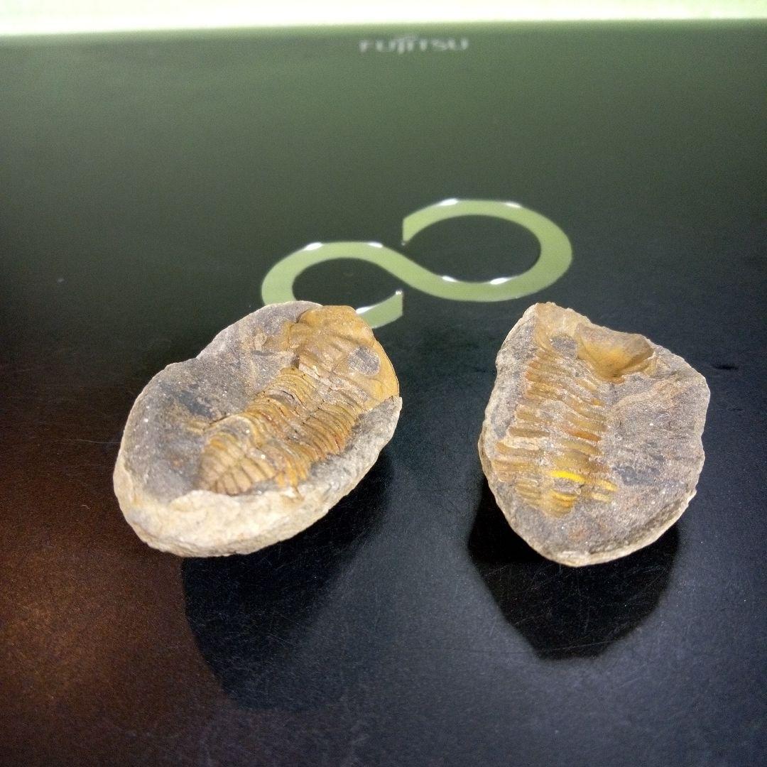 三葉虫　化石　fossil　海　ボリビア産　trilobite　ボリビア化石郡①