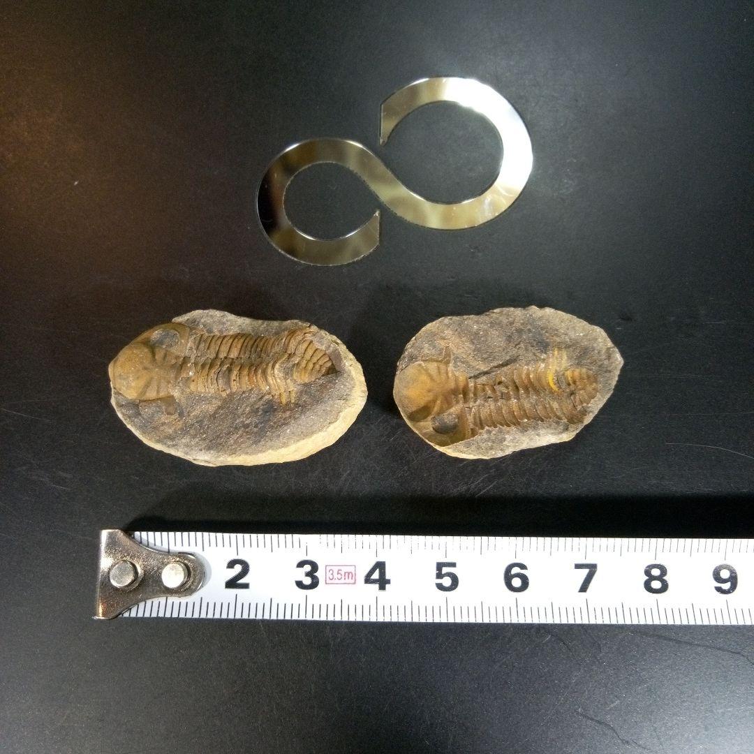 三葉虫　化石　fossil　海　ボリビア産　trilobite　ボリビア化石郡①