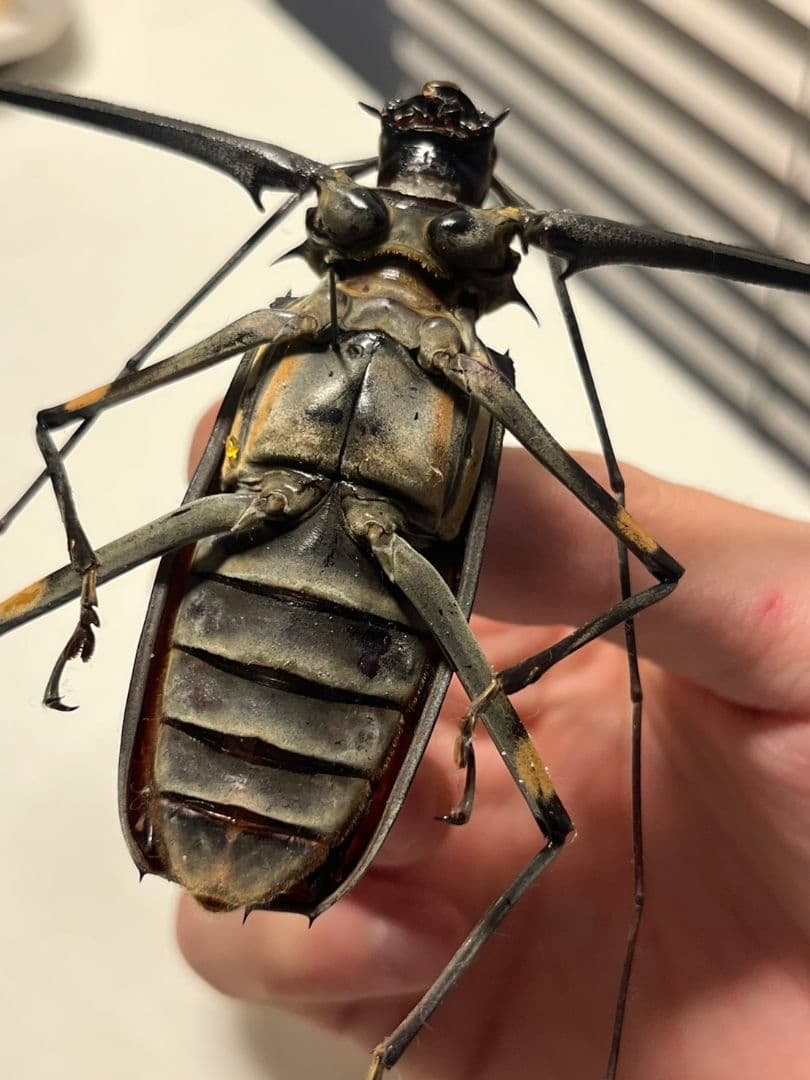 【73mm♂】テナガカミキリ 昆虫標本甲虫ハムシサソリタランチュラ