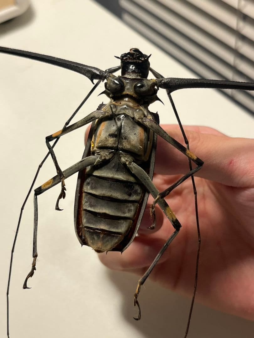 【73mm♂】テナガカミキリ 昆虫標本甲虫ハムシサソリタランチュラ