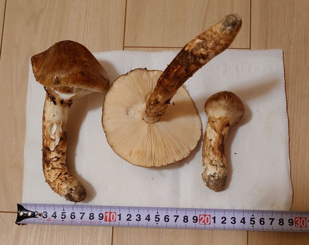 #岩手県岩手郡岩手町産天然松茸およそ200g