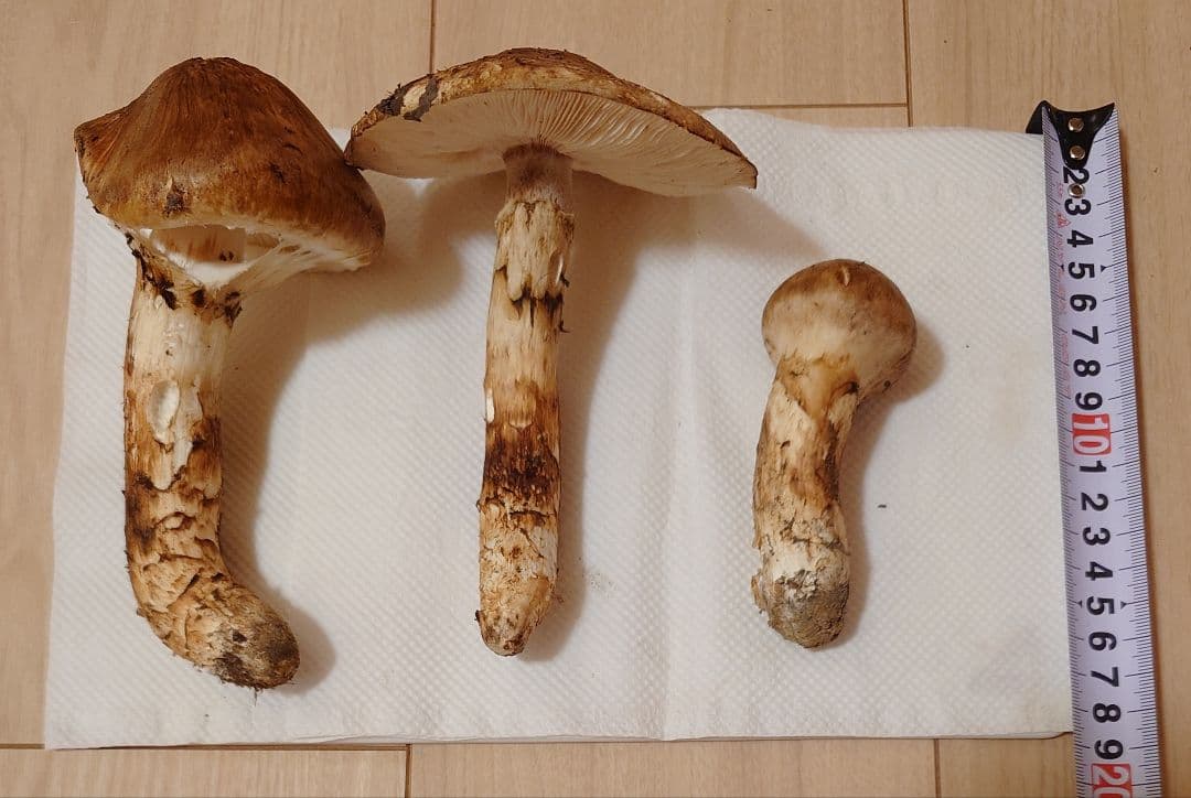 #岩手県岩手郡岩手町産天然松茸およそ200g