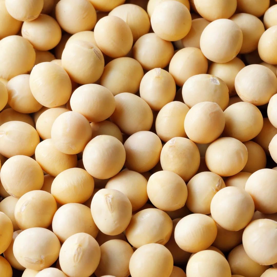 期間限定値下げ中◆超美肌ミヤギシロメ大豆 令和7年産 10kg★有機栽培ダイズ★