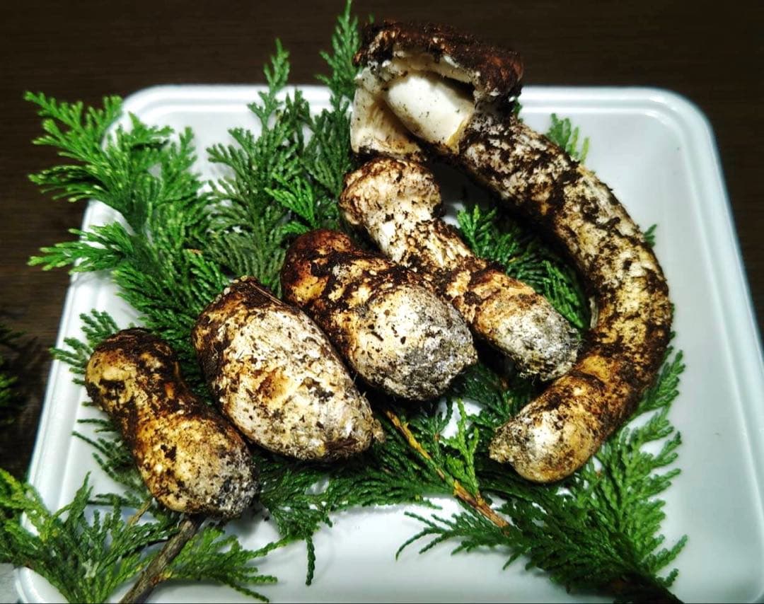 国産松茸 160g 5本 兵庫北部 但馬産 特上 10/22 朝