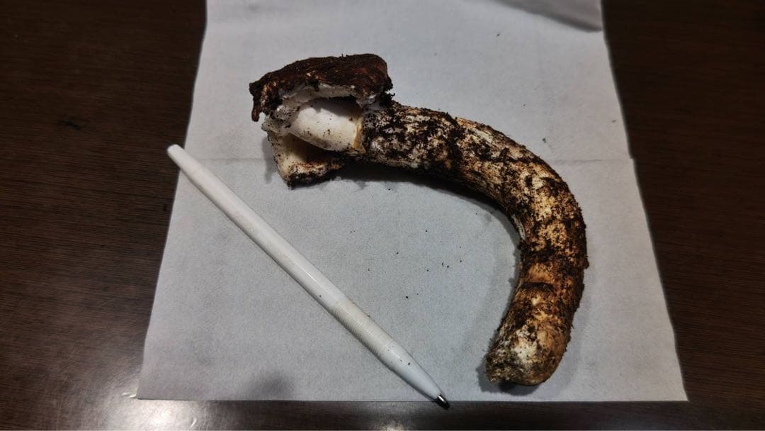 国産松茸 160g 5本 兵庫北部 但馬産 特上 10/22 朝