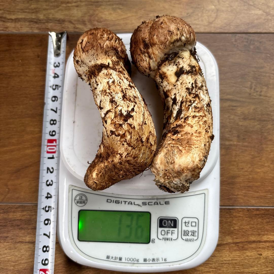 長野県南信州産‼️松茸 中　2本セット 136g 11/11朝採れ