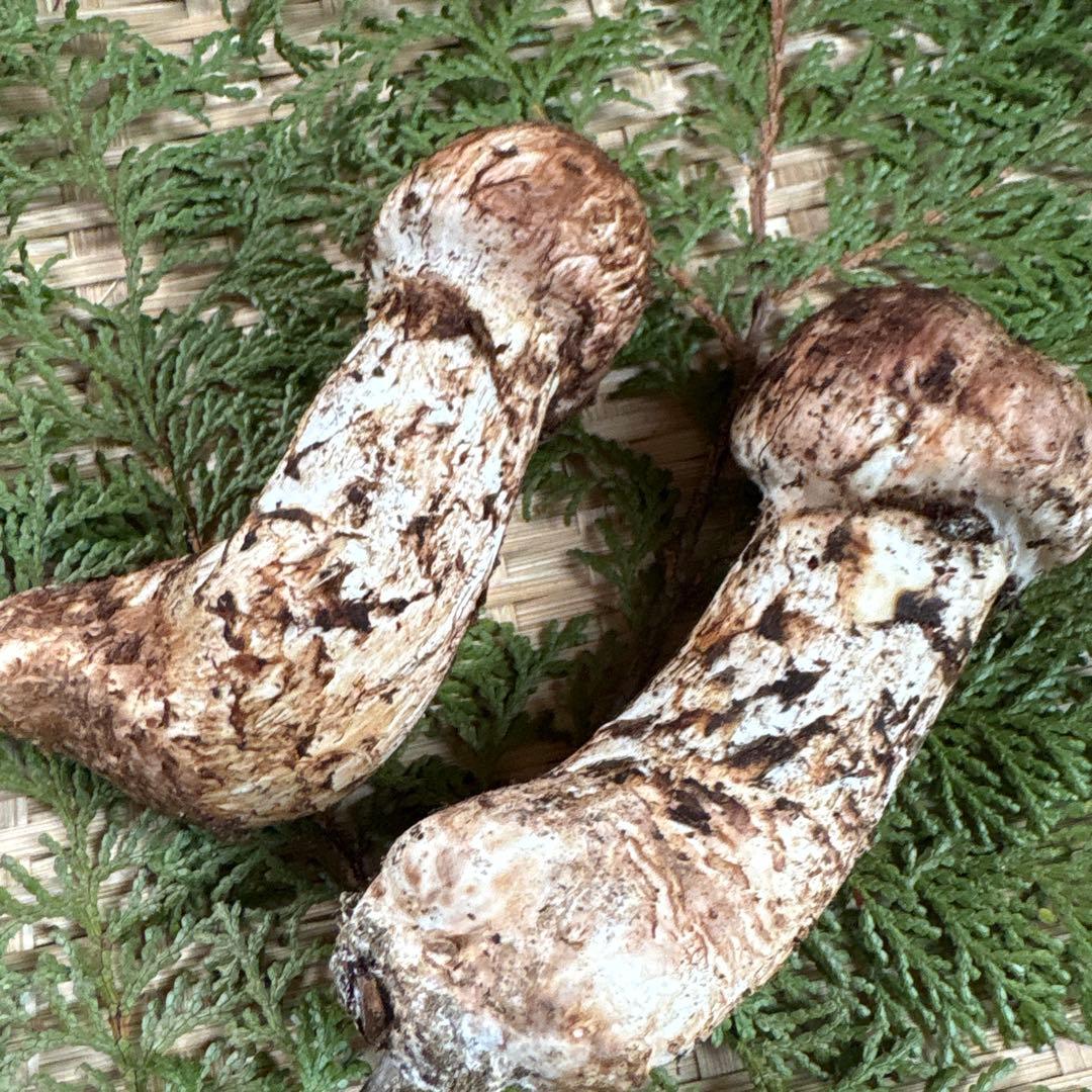長野県南信州産‼️松茸 中　2本セット 136g 11/11朝採れ