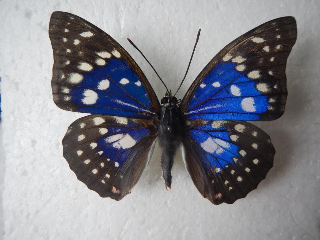 J*e様 モルフォオオムラサキ；１頭♂（飼育）