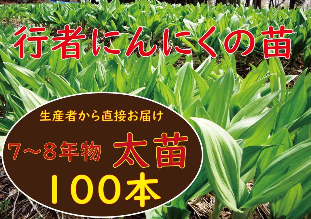 行者ニンニク 7～8年物 太球根苗 100株(球根)