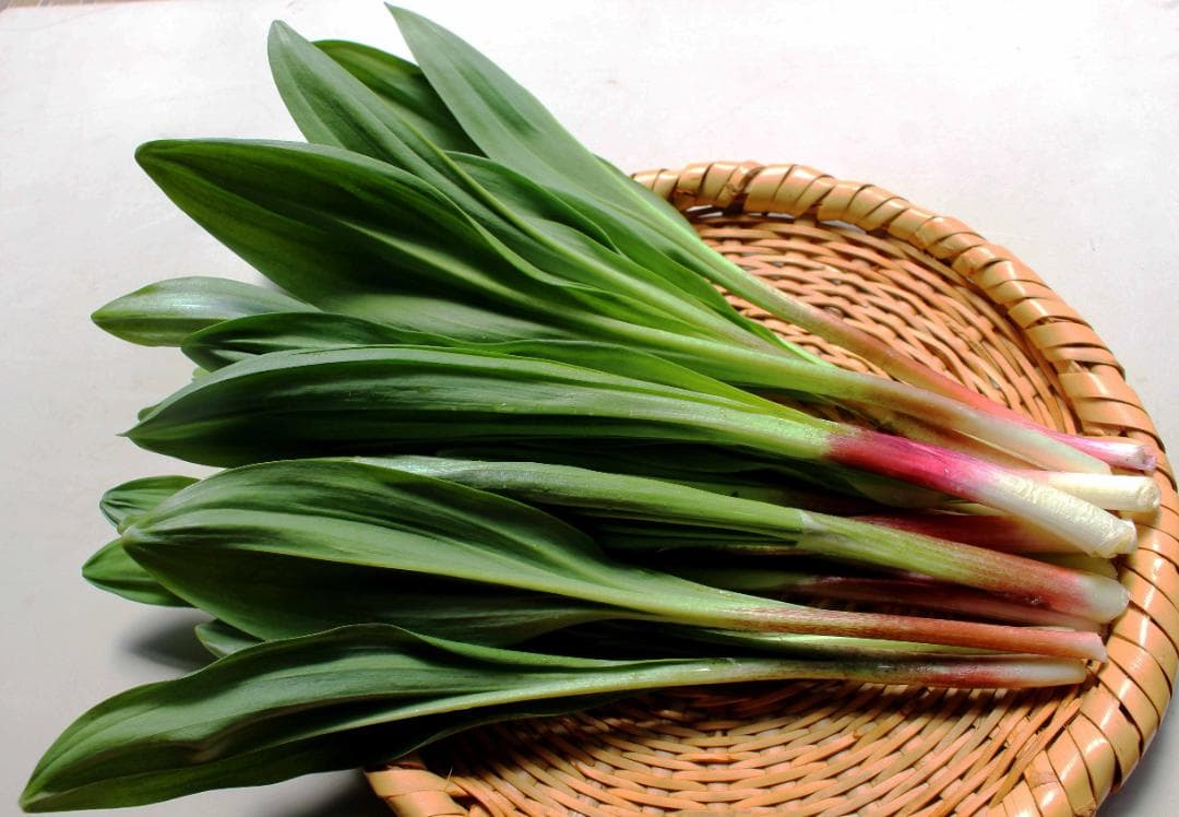 行者ニンニク 7～8年物 太球根苗 100株(球根)