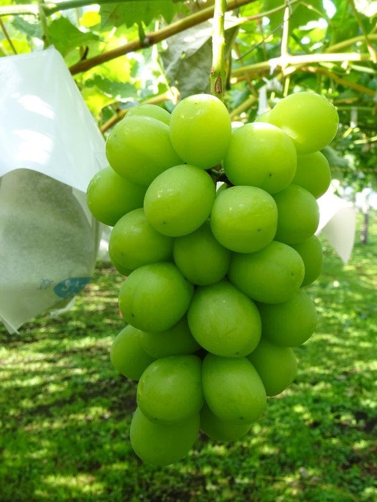 しろちゃん様向け商品　　　　　　クール便送料込み　37,000円