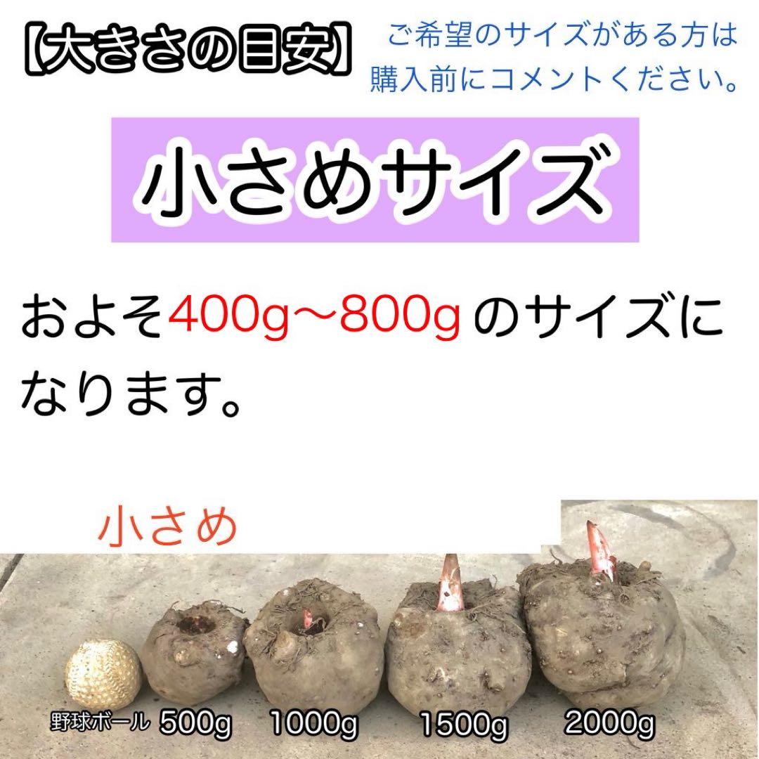 【群馬県産】こんにゃく芋　箱込み20kg以内　手作りこんにゃく用【小さめサイズ】