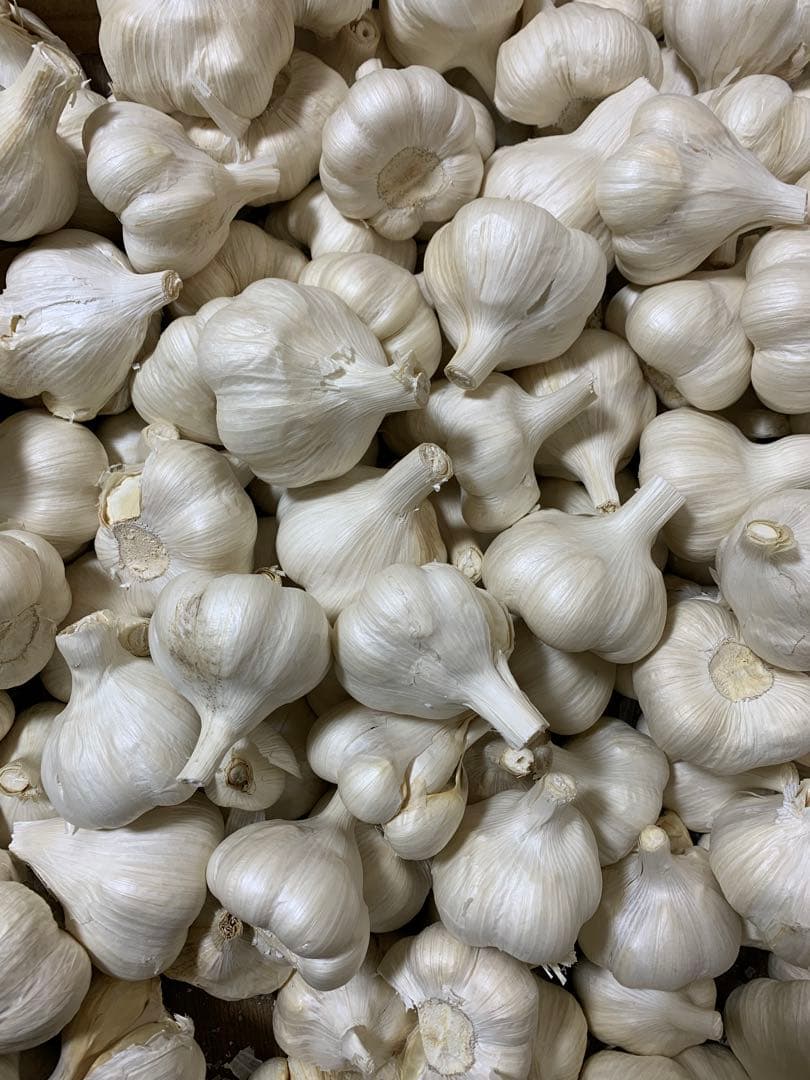 にんにく　青森県産にんにくMサイズ５キロ　訳ありにんにく　ホワイト六片種にんにく