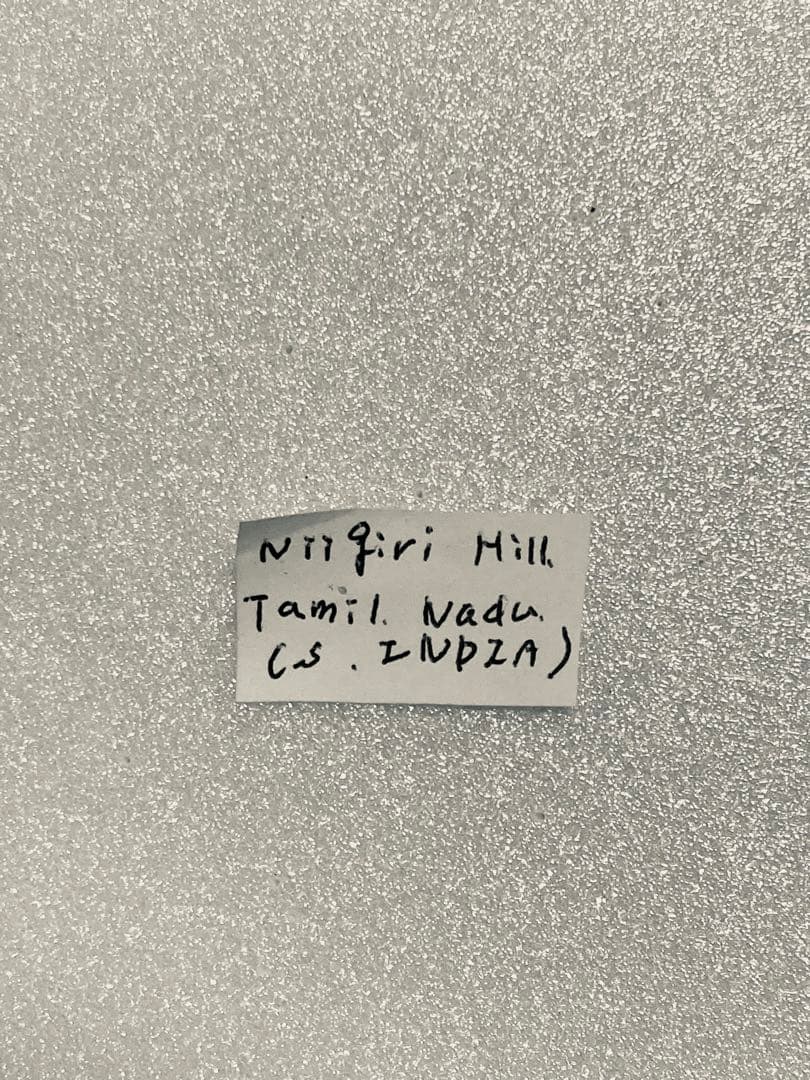 パピリオブッダ（1オス、インド・ニルギリ産）