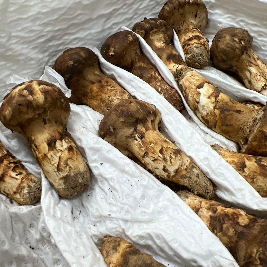 めっちゃ綺麗！ 超新鮮中国産松茸 約1キロ入り 40本入り
