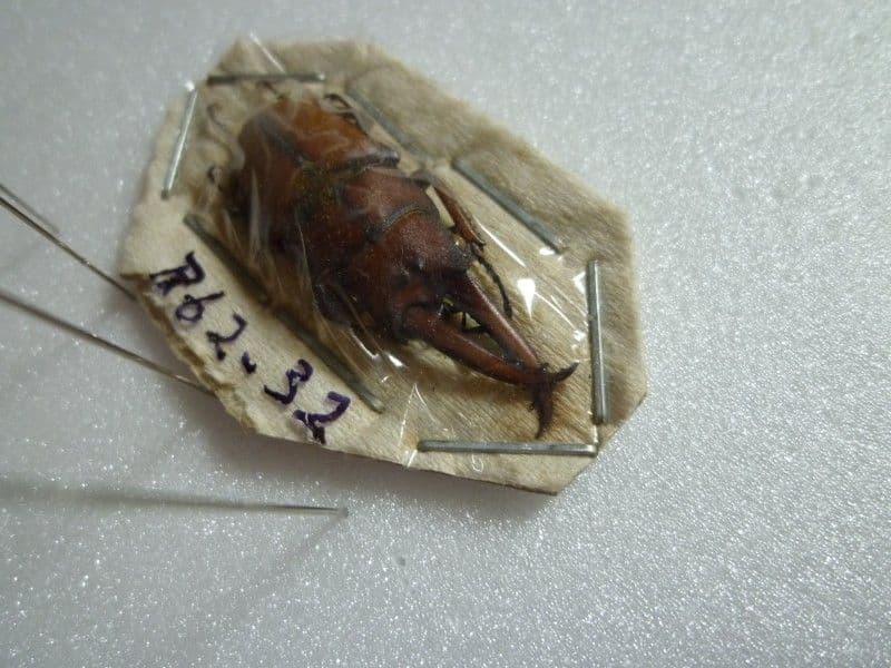 【外国産蝶標本】アスタコイデスノコギリクワガタ♂/貴州省.徳江県産/37mm