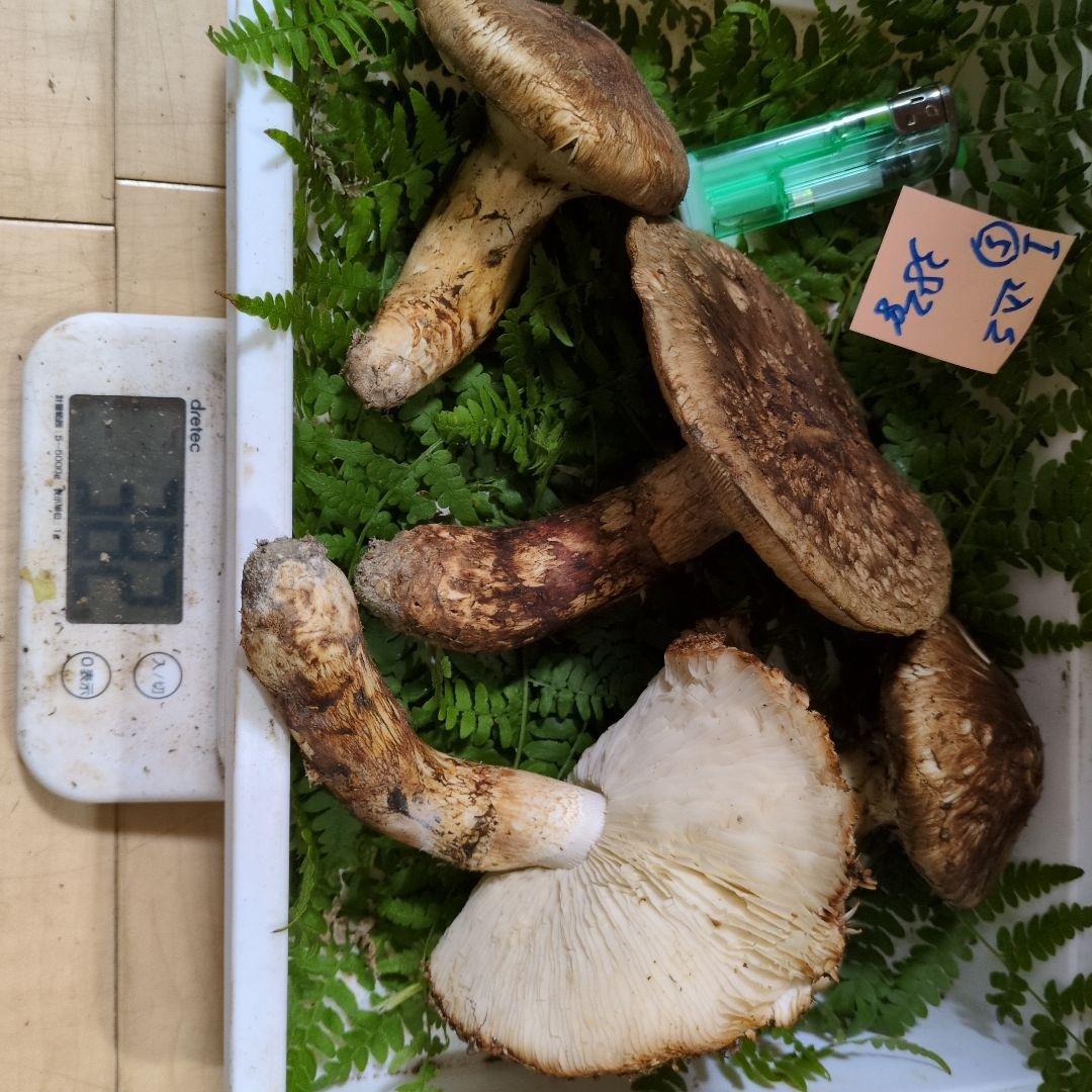 和歌山松茸 新鮮朝市　込み込み　382㌘