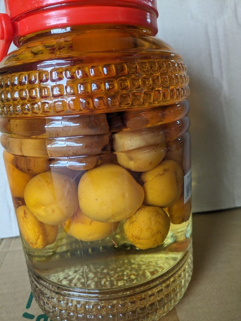 今が旬の杏酒の実　　特大品です。これからが最高です。