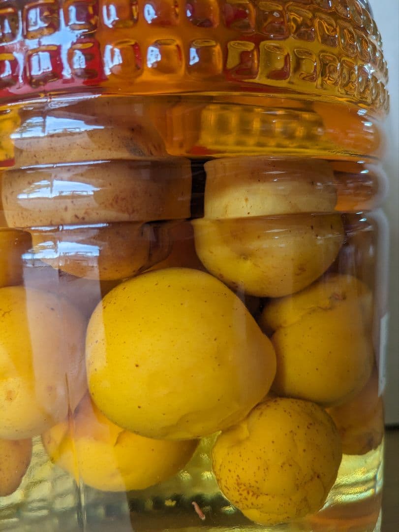 今が旬の杏酒の実　　特大品です。これからが最高です。