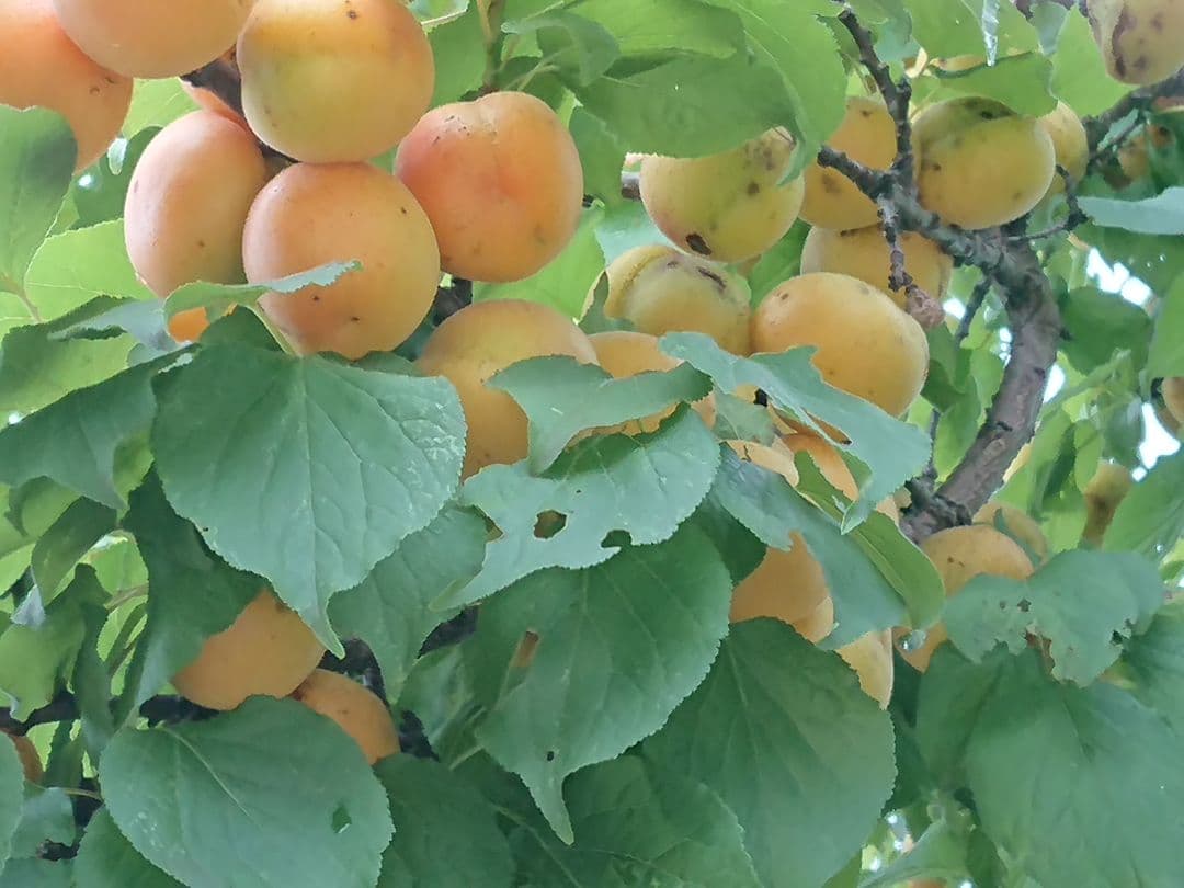 今が旬の杏酒の実　　特大品です。これからが最高です。