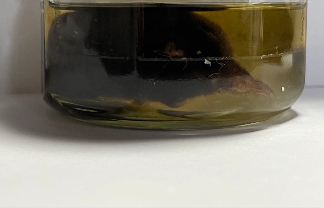 モグラページ　リクエスト2点