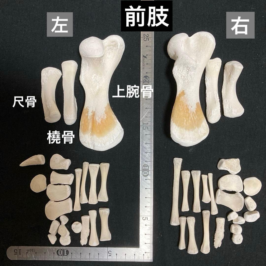 アカウミガメの骨標本　海亀頭骨他