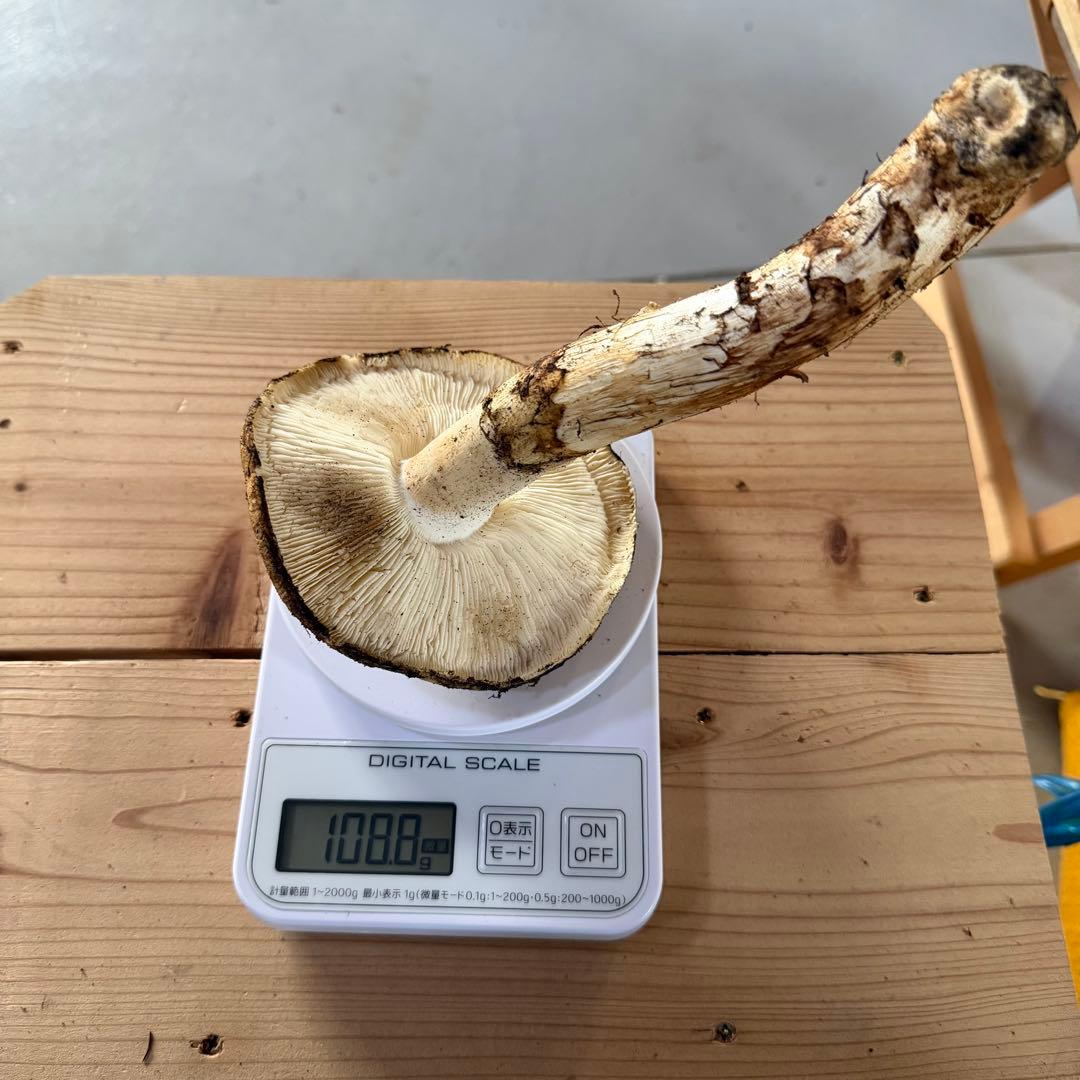 ④ 松竹梅即日発送可能 採れたて 和歌山県産 天然松茸 2本 156.4g