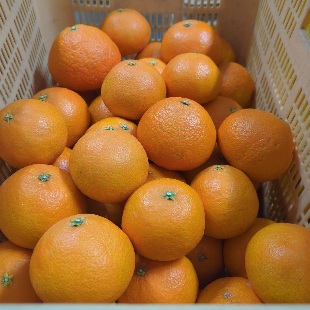 551愛果 まどんな 家庭用 ５kg