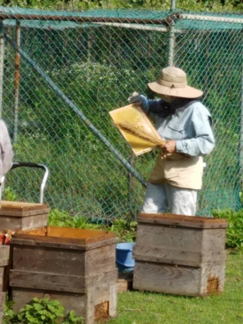 完熟 生蜂蜜　国産蜂蜜 純粋蜂蜜 無添加　非加熱　600グラム　6個