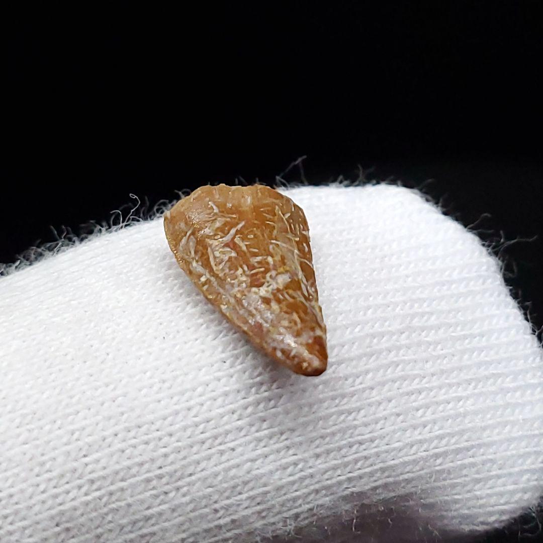 希少 ヴァリラプトル 化石 歯 恐竜 本物 フランス産 12.01mm fr86