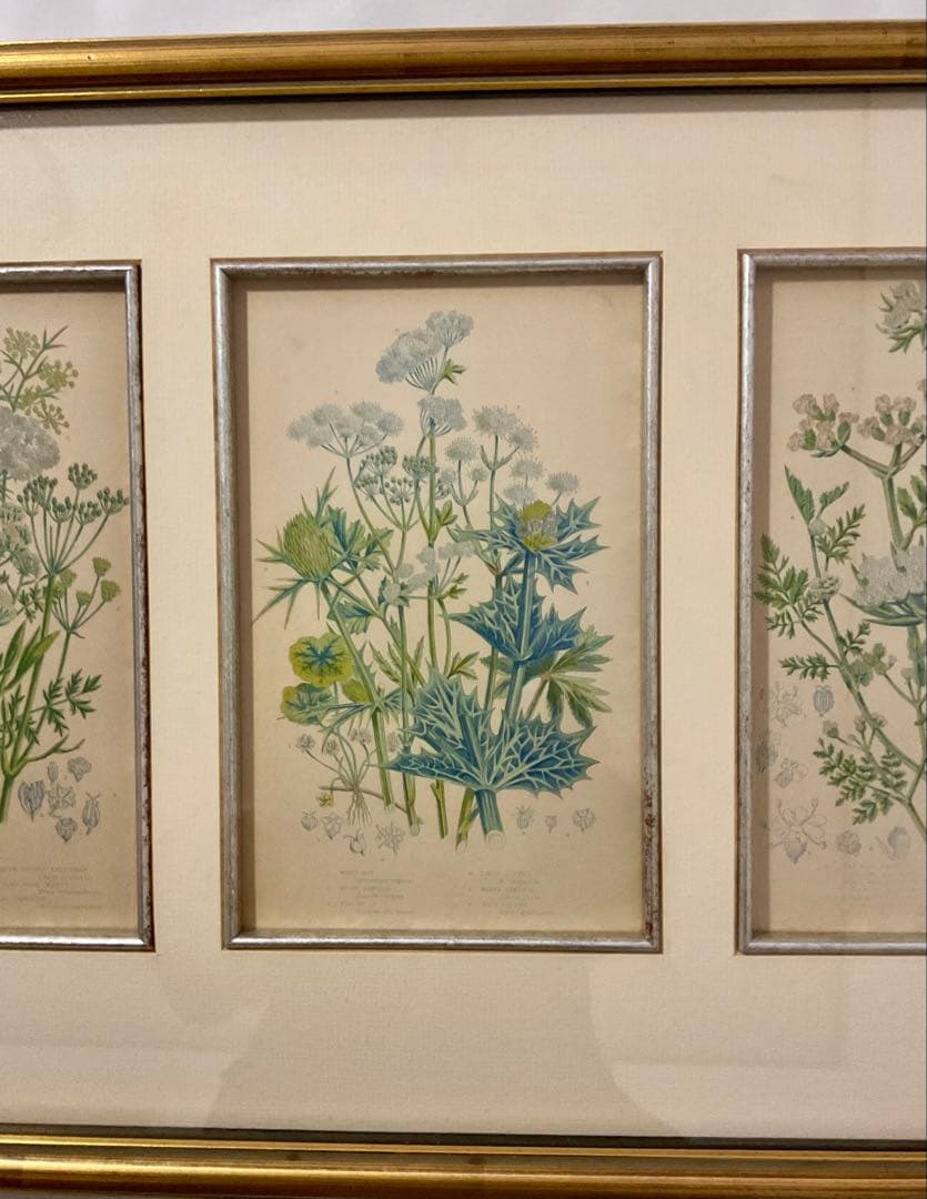 英国アンティークプリント　専門店で額装済み