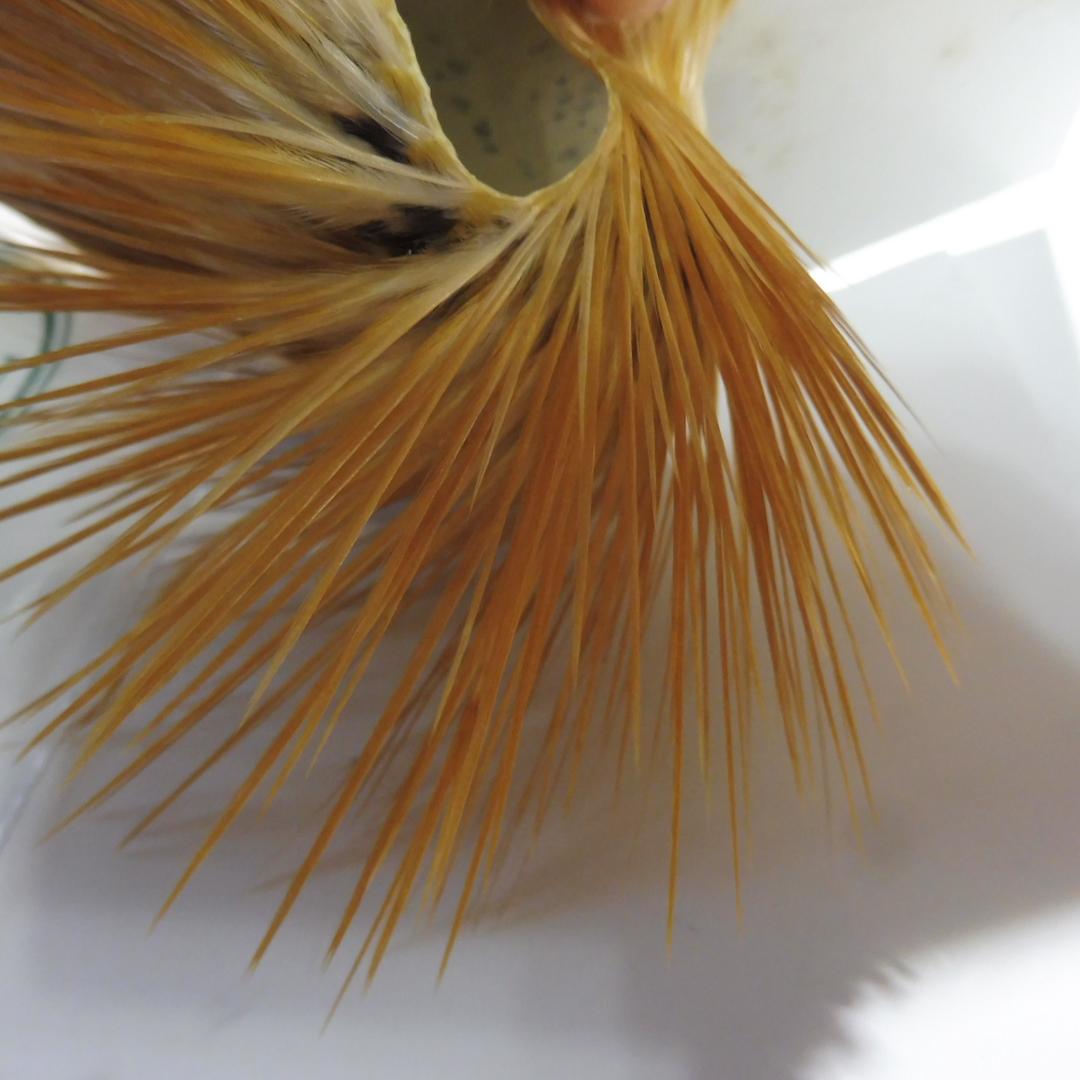 メッツ METZ コックハックルケープ #2 Lt.Ginger