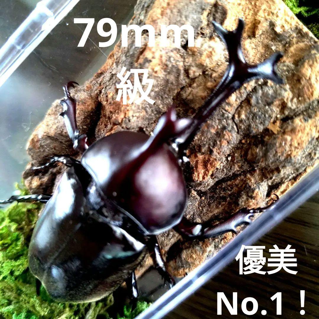 宝物特大黒野生ワイルドカブトムシ標本79mm頭角幅19mm胸角幅4.6mmぐらい